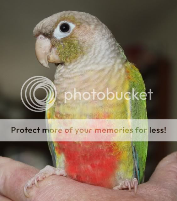 Pineapple GCC back/wing colors Parrot Forum Parrot Owner's Community