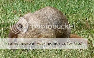 groudhog