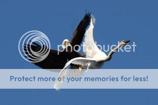 Eagle attack